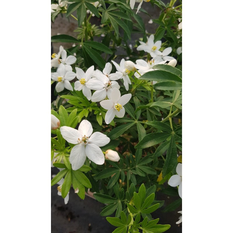 Choisya ternata GREENFINGERS® 'Lissfing' / Oranger du Mexique Choisya ternata GREENFINGERS® 'Lissfing' / Oranger du Mexique