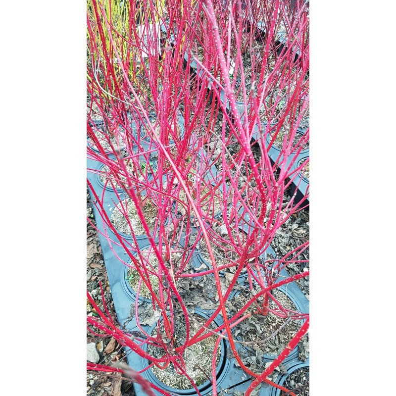 Cornus alba BATON ROUGE® 'Minbat' / Cornouiller blanc à bois rouge Cornus alba BATON ROUGE® 'Minbat' / Cornouiller blanc à bois rouge