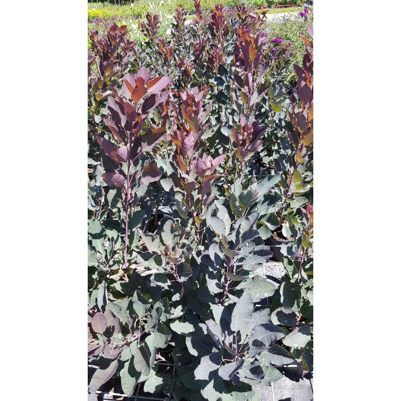 Cotinus coggygria MAGICAL® Torch 'KOLMAGITO' / Arbre à perruque Cotinus coggygria MAGICAL® Torch 'KOLMAGITO' / Arbre à perruque