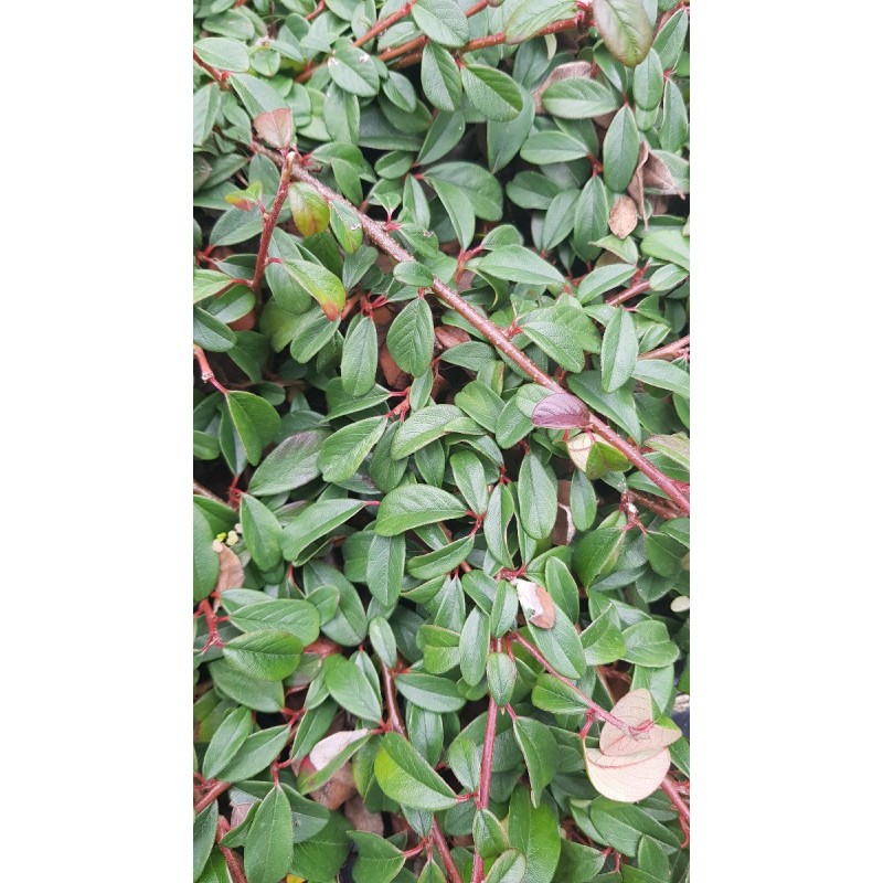Cotoneaster dammeri 'Major' / Cotoneaster rampant Cotoneaster dammeri 'Major' / Cotoneaster rampant