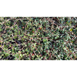 Cotoneaster dammeri 'Skogholmen' / Cotoneaster rampant