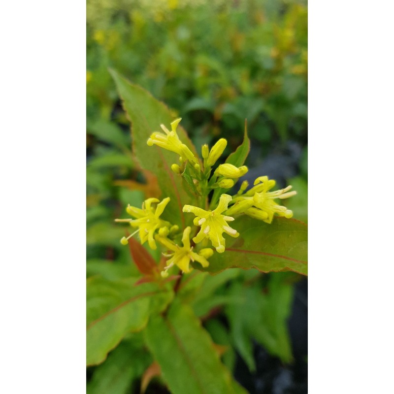 Diervilla x splendens PW® KODIAK® RED 'G2X885411' Diervilla x splendens PW® KODIAK® RED 'G2X885411'