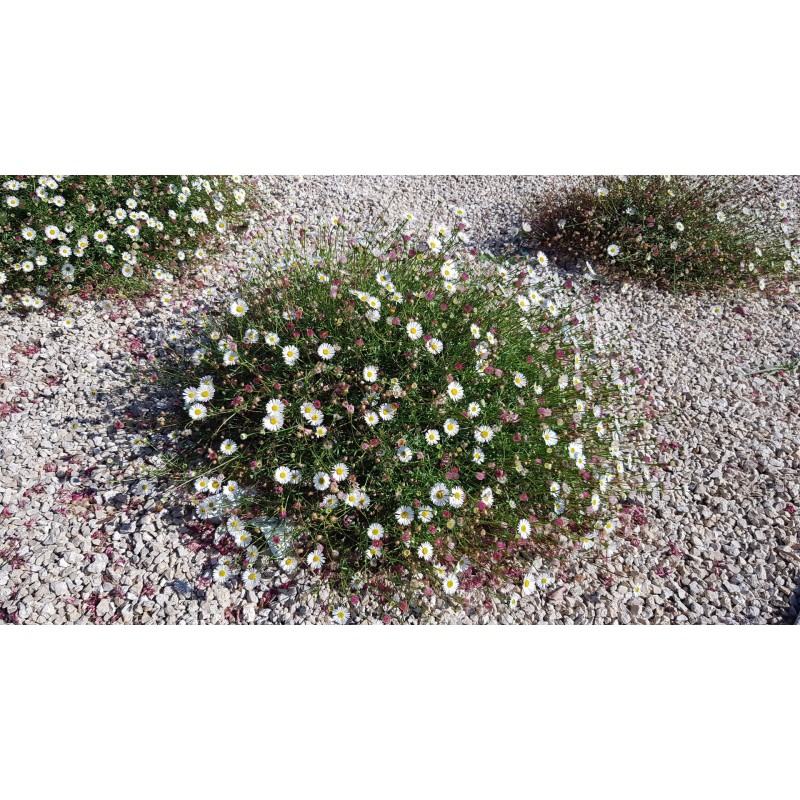 Erigeron karvinskianus 'Blütenmeer' / Pâquerette des murailles Erigeron karvinskianus 'Blütenmeer' / Pâquerette des murailles