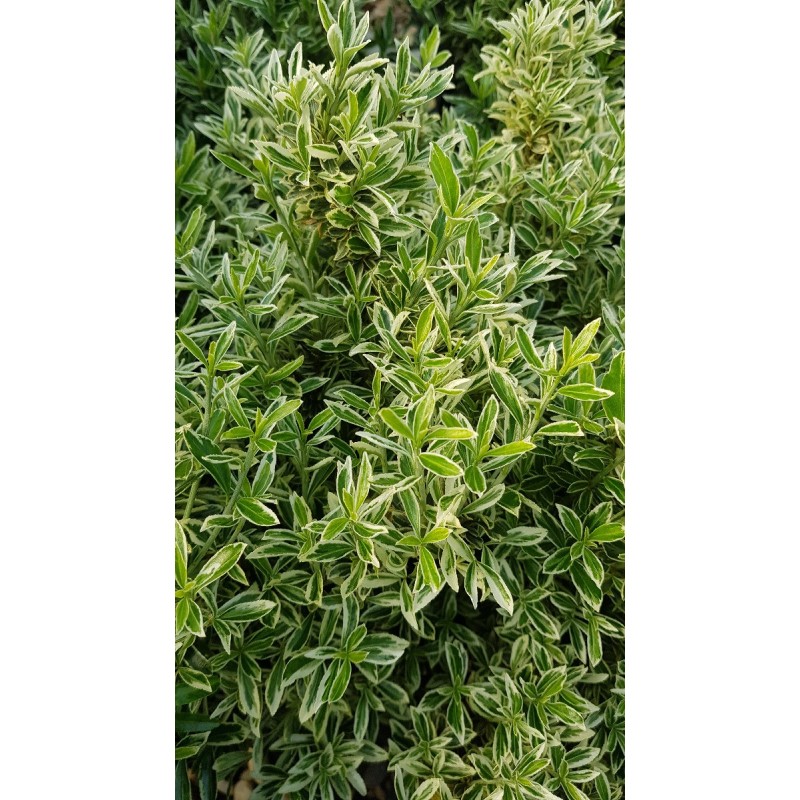 Euonymus japonicus 'Microphyllus Albovariegatus' / Fusain du Japon Euonymus japonicus 'Microphyllus Albovariegatus' / Fusain du Japon