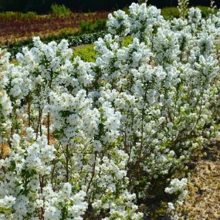 Exochorda racemosa MAGICAL SPRINGTIMEÂ® 'Kolmasprit' / Arbre aux perles
