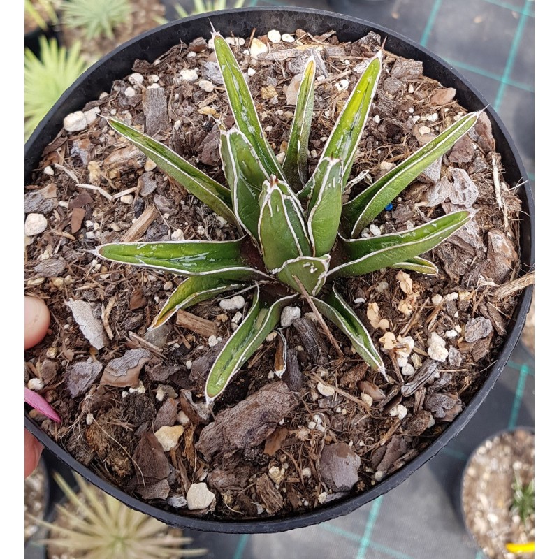 Agave victoria-reginae ssp. swobodae 'Compacta' Agave victoria-reginae ssp. swobodae 'Compacta'