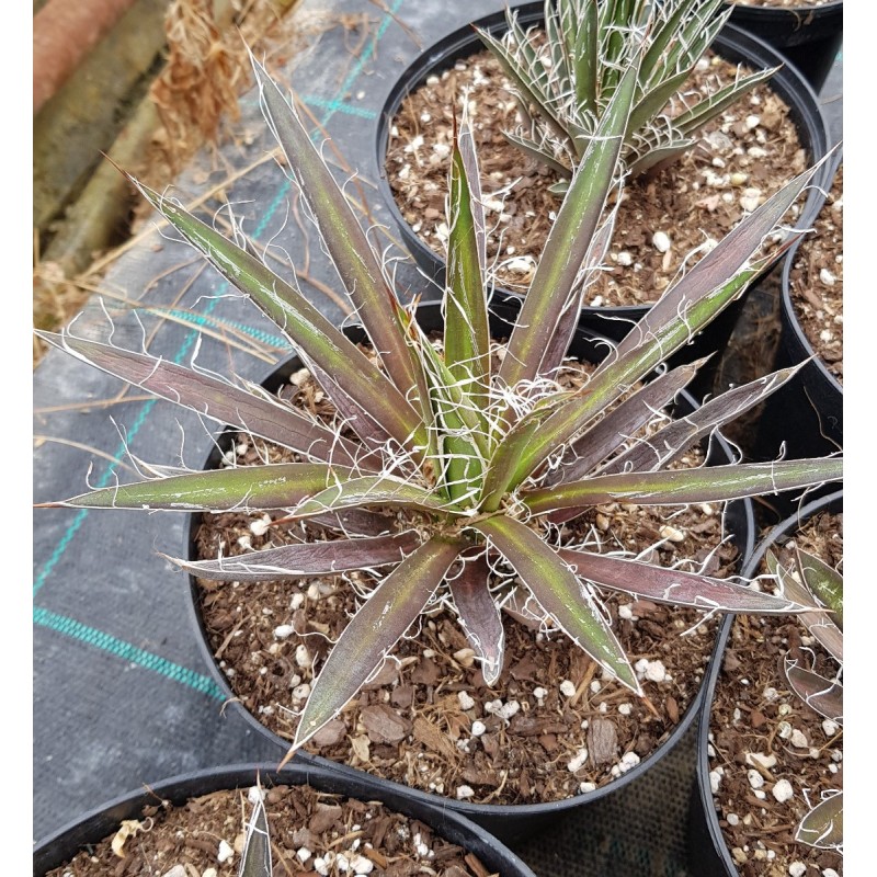 Agave filifera subsp. schidigera Agave filifera subsp. schidigera