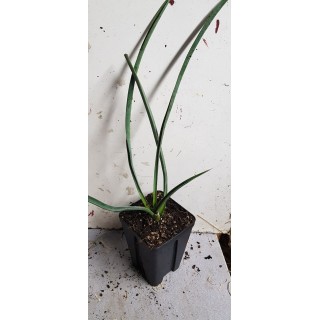 Yucca filifera / Yucca filifÃ¨re
