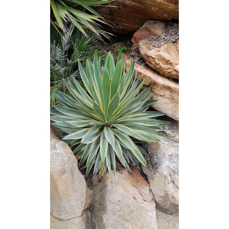 Yucca gloriosa 'Variegata' / Dague espagnol panaché Yucca gloriosa 'Variegata' / Dague espagnol panaché