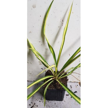 Yucca flaccida 'Golden Sword'