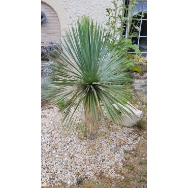 Yucca rostrata