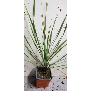 Yucca rostrata 'Sapphire Skies'Â® / Yucca Bleu
