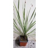 Yucca rostrata 'Sapphire Skies'Â® / Yucca Bleu