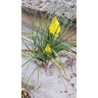 Kniphofia POCOÂ® YELLOW 'Tnknipy' / Tritoma compact jaune