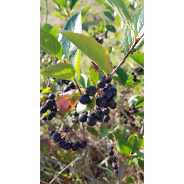 Aronia prunifolia 'Nero' / Aronie Ã  gros fruits
