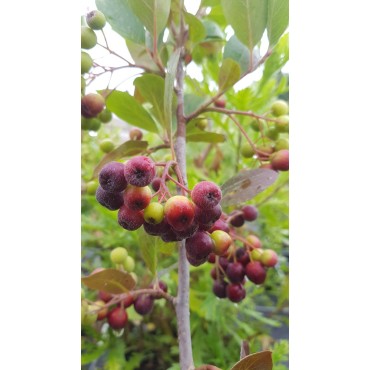 Aronia prunifolia 'Viking' / Aronie Ã  gros fruits