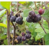 Aronia melanocarpa  'Galicjanka' / Aronie du Canada