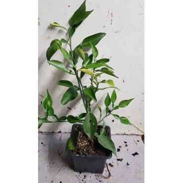 Citrus ichangensis (De bouture) / Ichang Papeda
