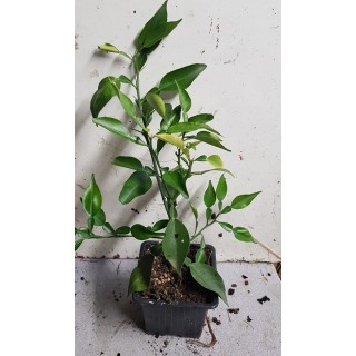 Citrus ichangensis (De bouture) / Ichang Papeda