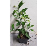 Citrus ichangensis (De bouture) / Ichang Papeda
