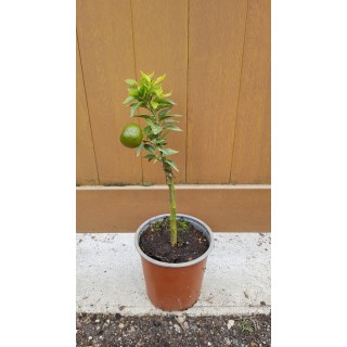 Citrus myrtifolia greffÃ© sur Poncirus trifoliata / Mandarinier Chinois - Chinotto