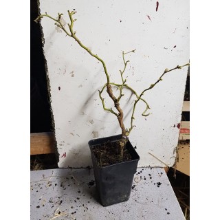 Corylus avellana MEDUSAÂ® 'JWW9' / Noisetier tortueux nain