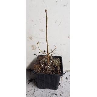 Morus alba 'MilanÃ³wek' / MÃ»rier blanc