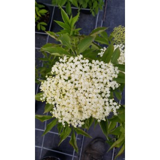 Sambucus nigra 'Sampo' / Sureau noir Ã  gros fruits