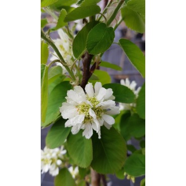Amelanchier alnifolia 'Martin' / AmÃ©lanchier Ã  feuille d'Aulne