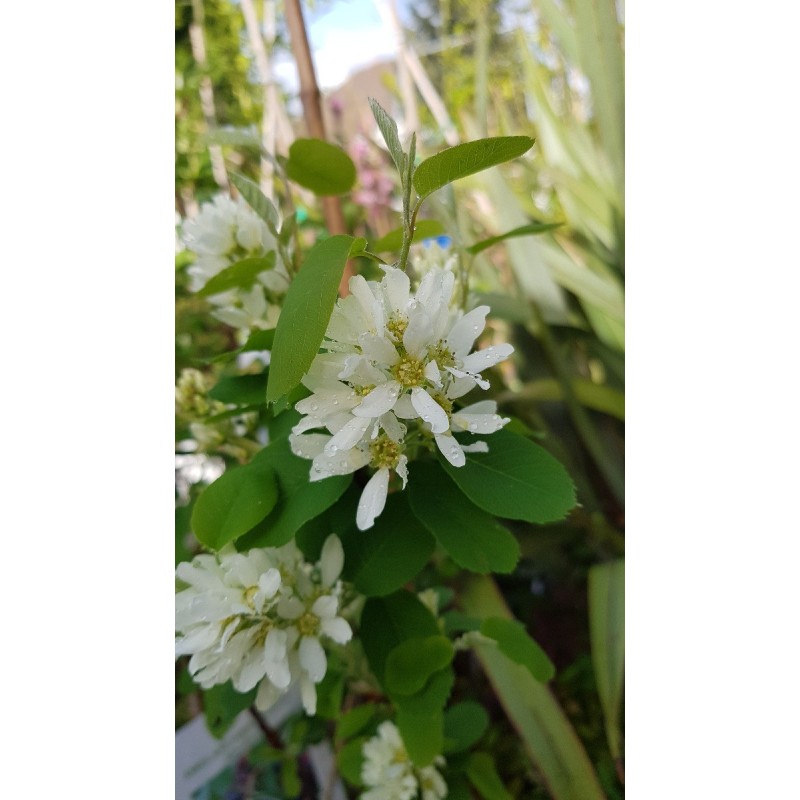 Amelanchier alnifolia 'Honeywood'/ Amélanchier à feuille d'Aulne Amelanchier alnifolia 'Honeywood'/ Amélanchier à feuille d'Aulne