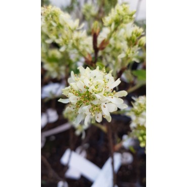 Amelanchier alnifolia 'Sleyt'/ AmÃ©lanchier Ã  feuille d'Aulne