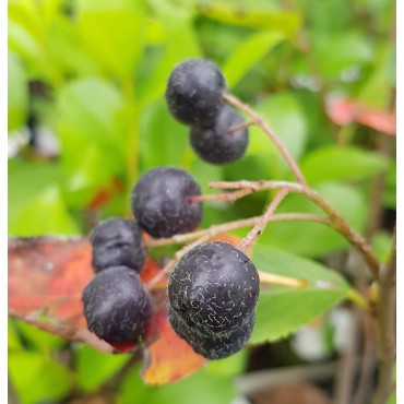 Aronia arbutifolia 'Brilliant' / Aronie Ã  feuilles d'arbousier