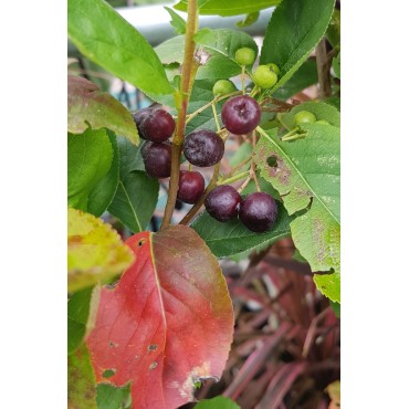 Aronia mitschurini 'Amit'' / Aronie de Mitchourine