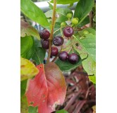 Aronia mitschurini 'Amit'' / Aronie de Mitchourine