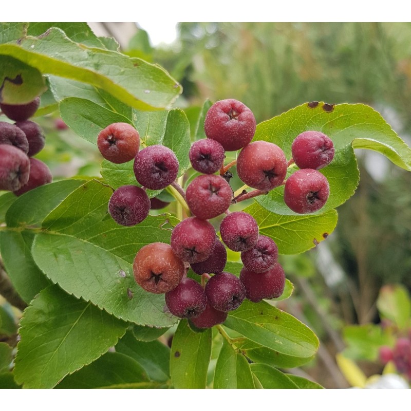 Sorbus fallax 'Burka' Sorbus fallax 'Burka'