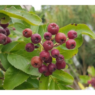 Sorbus fallax 'Burka'