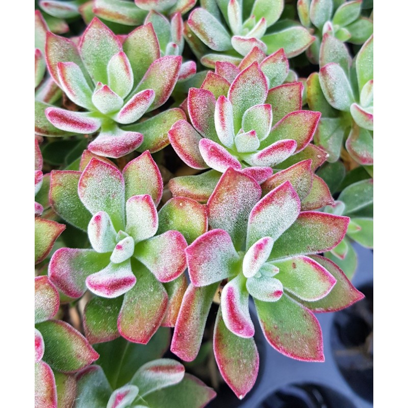 Echeveria pulvinata DEVOTION 'BCEC12001'