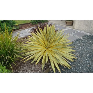Yucca gloriosa 'Citrus Twist'Â® / Dague espagnol panachÃ©