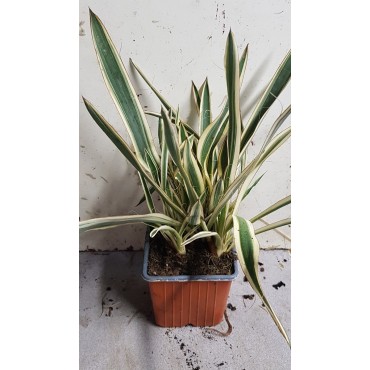 Yucca flaccida 'Ivory Towers' / Yucca herbe Ã  soie