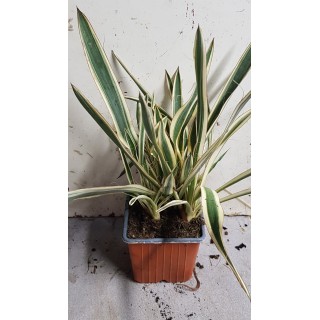 Yucca flaccida 'Ivory Towers' / Yucca herbe Ã  soie
