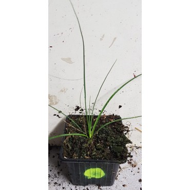 Nolina parviflora