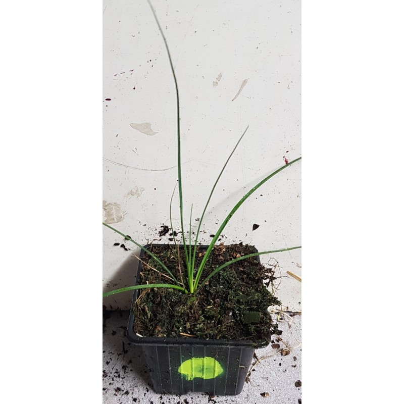 Nolina parviflora Nolina parviflora