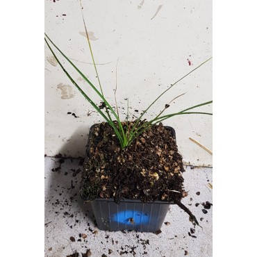 Nolina microcarpa / Herbe aux ours