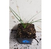 Nolina microcarpa / Herbe aux ours