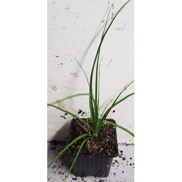 Nolina longifolia