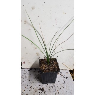 Dasylirion longissimum Subsp. quadrangulatum