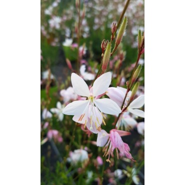 Gaura lindheimeri / Gaura blanche / Conteneur de 3 à 4 litres
