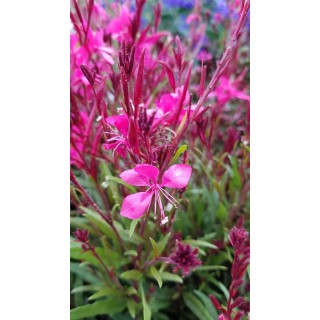 Gaura lindheimeri 'Rubra Nana' / Gaura rouge compacte
