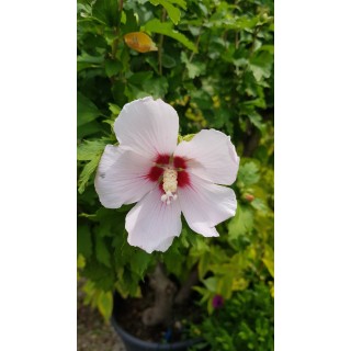 Hibiscus syriacus 'Hamabo' / AlthÃ©a blanc rosÃ© Ã  cÅ“ur rouge