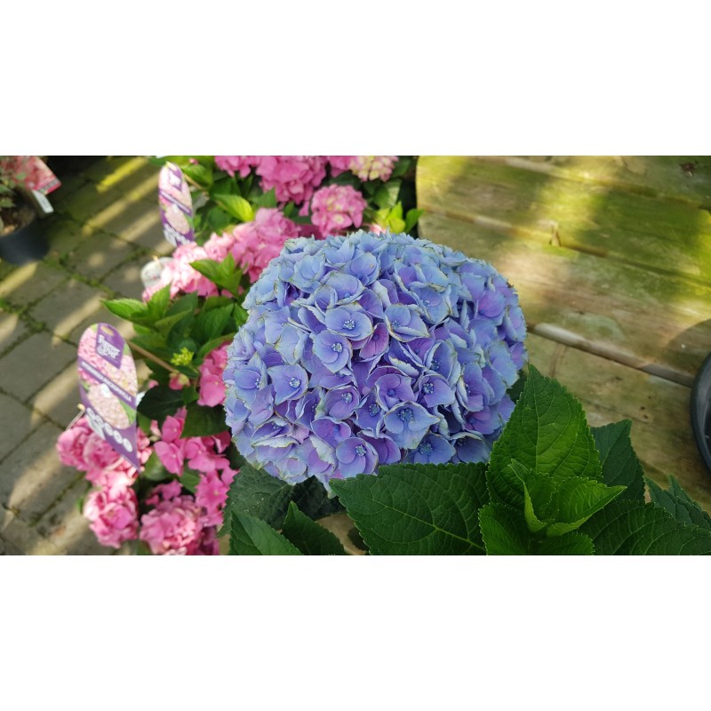 Hydrangea macrophylla 'Bleu' / Hortensia Bleu Hydrangea macrophylla 'Bleu' / Hortensia Bleu